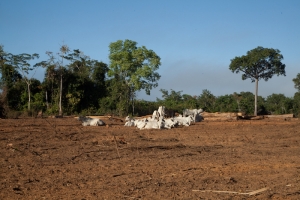 AMAZZONIA: vita e morte del polmone del mondo