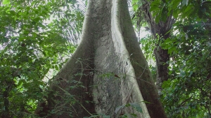 Verso il sinodo dell’Amazzonia
